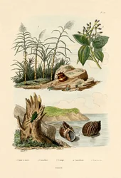 Canne à sucre, 1833-39